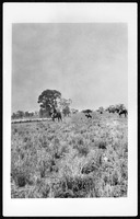 Collections | State Library of Queensland